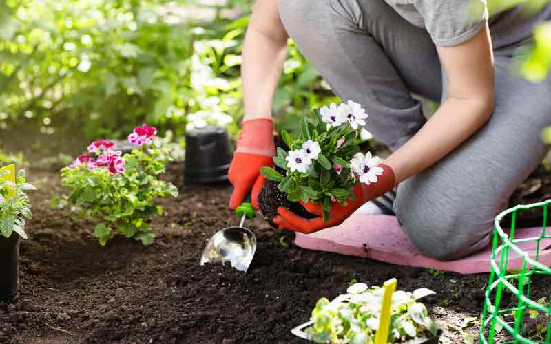 Tips for Gardening With Back Pain